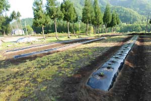 全部で３畝に約７５株植えました