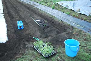 トウモロコシの定植をしました