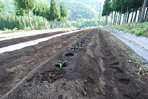 ７０本定植完了