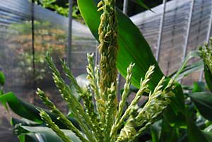 ハウス内のトウモロコシの雄花が咲き始めました