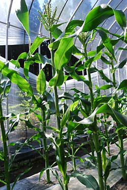 食べられるのは、６月末頃かな？