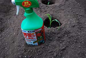 昨日の夕方、消毒をしました