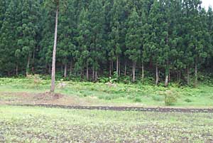 耕作放棄地の草刈りをさせていただきました