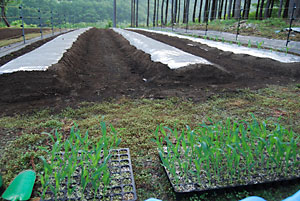 トウモロコシ（第３弾）の定植をしました。