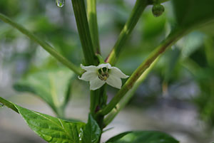 ハウスの神楽なんばんの花が咲き出しました