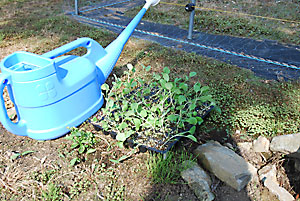 定植するキャベツの苗です。