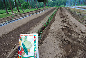 化学肥料（微量要素入り）をパラパラ撒きました。