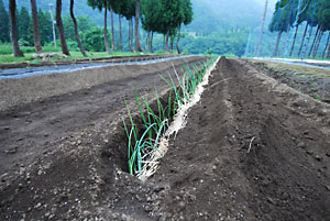 ワラを敷いて定植作業が終わりました。