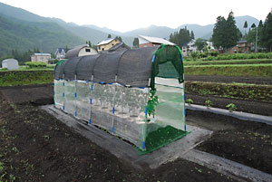 トマト畑の草取りと液肥（６００倍）を散布しました。