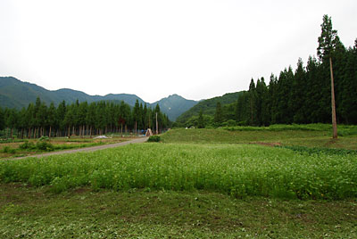 草刈り三昧の一日でした。