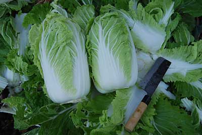 お歳暮用に白菜キムチを漬けようと畑から白菜を収穫して来ました。