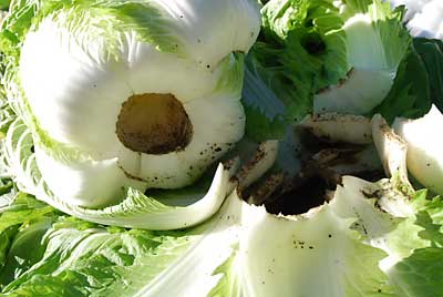 ネズミが白菜の芯をきれいに食べていました。