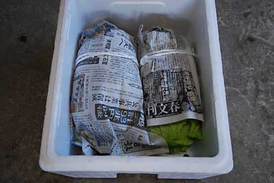 昨日、収穫した甘みのある白菜も雪中貯蔵することにしました。