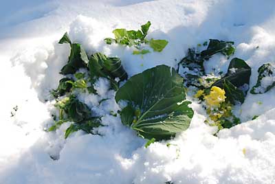 朝、畑の点検に行くと雪下キャベツが食べられていました。