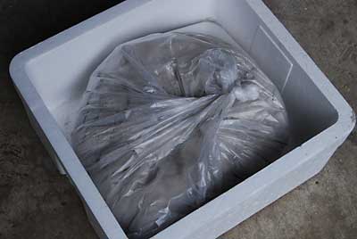 ビニール袋に密閉して、乾燥剤を入れて春まで保管します。