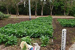 長野県行者ニンニク発祥の地？