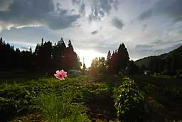 もうコスモスの花が咲きました