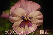 pW[̊J