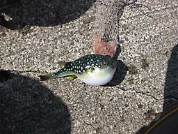 フグしか釣れない
