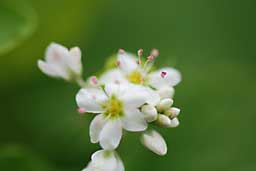 蕎麦の花