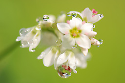 水晶玉