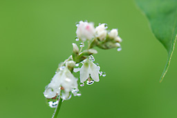 蕎麦の花