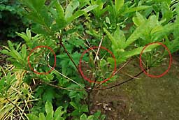 ツツジの花のガク取り作業