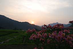 花と夕日