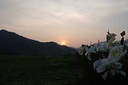 花と夕日