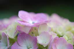 紫陽花