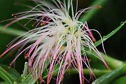 ネムの花