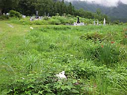 草刈り前