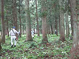 神社の裏の杉林