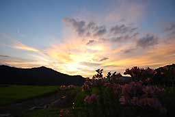 花と夕焼け