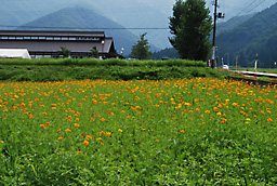 黄色いコスモスが咲き始めましたよ～♪