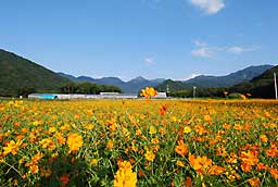 黄色いコスモス
