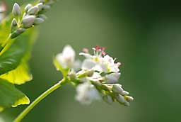 蕎麦の花がきれいです