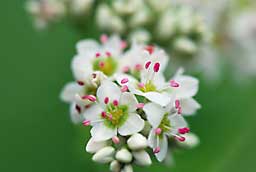 可憐な蕎麦の花