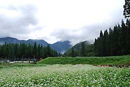 蕎麦の花がきれいです