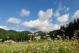 大源太山をバックに蕎麦の花