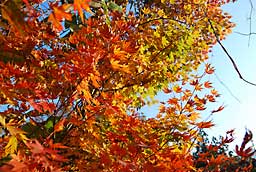 見事な紅葉
