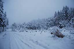 道路も雪で真白です