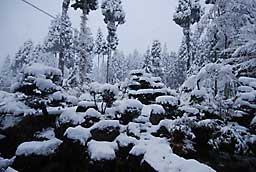 庭の木は、まだ雪囲いが間に合いません