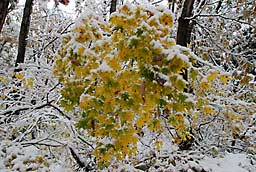初雪の風景