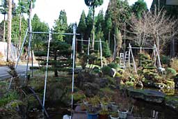 ようやく庭木の雪囲いを始めました