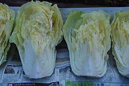 天日干し中の白菜