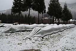 「あまだま」キャベツにも雪が積もりました