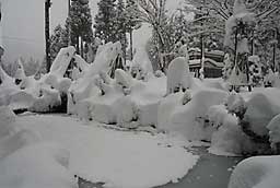 さっそく雪囲いが活躍しています