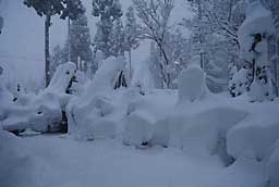 庭の活躍中の雪囲いにも結構雪が積もりました