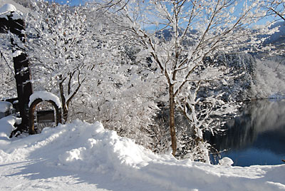 雪をかぶった木々が朝日を浴びて、きれいです。